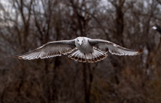 “Ring-billed Gull and Trees” by UNT Department of Studio Art Photography alumna, Kendra Stone.