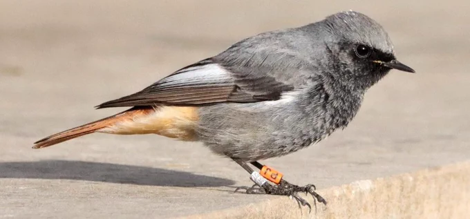 Photo of a colour-ringed Black Redstart taken by Petr Prochazka.  