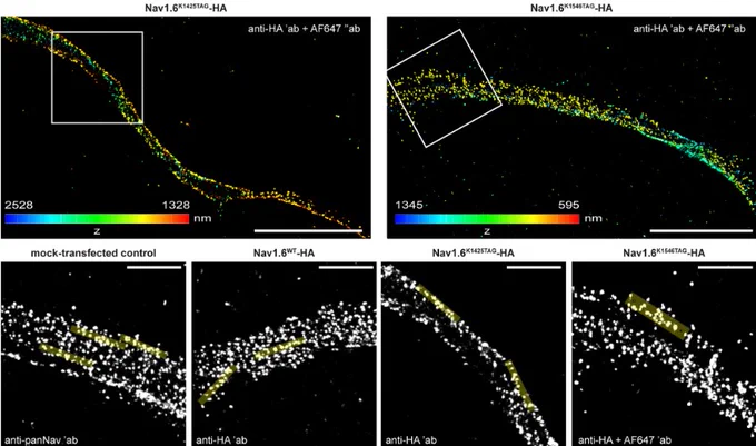 3D dSTORM images of primary rat cortical neurons at DIV 12 labelling Nav1.6 in different ways. Analysis shows that spacing and  periodicity are not affected by click labelling.