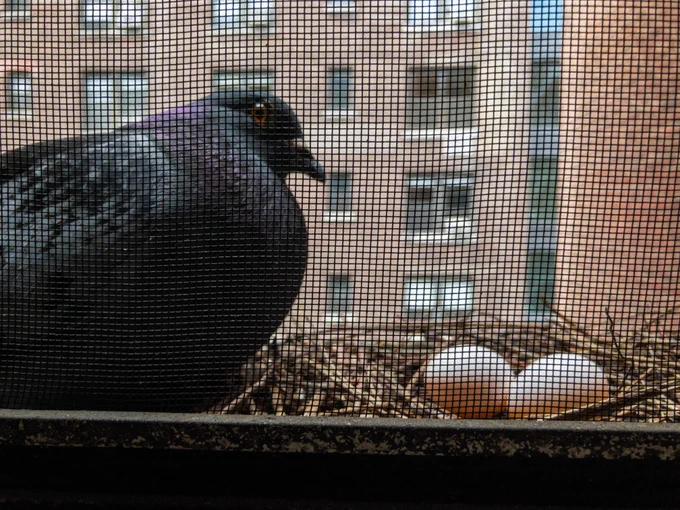 A male pigeon in front of a nest with two eggs on an air conditioner