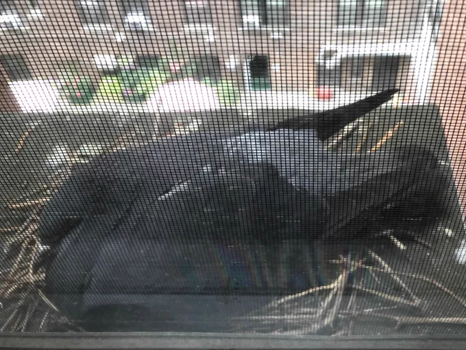 A female pigeon sits on a nest on an air conditioner