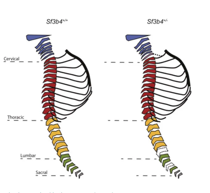 A screen capture of one of Loydie's papers, showing the vertebral column of a wild type animal --color coded for the cervical, thoracic, lumbar and sacral levels- and of a mutant for the protein Sf3b4, which is slightly different