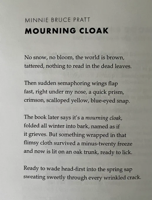 Mourning Cloak by Minnie Bruce Pratt

No snow, no bloom, the world is brown,
tattered, nothing to read in the dead leaves.

Then sudden semaphoring wings flap
fast, right under my nose, a quick prism,
crimson, scalloped yellow, blue-eyed snap.

The book later says it’s a mourning cloak,
folded all winter into bark, named as if
it grieves. But something wrapped in that
flimsy cloth survived a minus-twenty freeze
and now is lit on an oak trunk, read to lick.

Ready to wade head-first into the spring sap
sweating sweetly through every wrinkled crack.