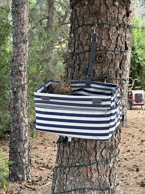 A squirrel, eating a pecan, sits in a blue and white dog seat that is hung on the trunk of a large tree.