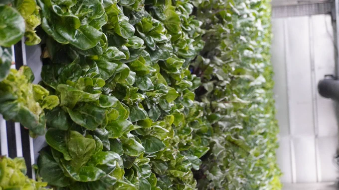 Lettuce growing inside the Freight Farm