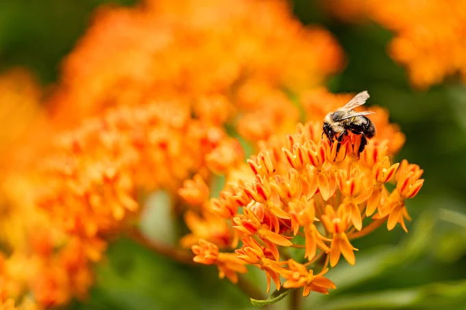 Detail photos of bright orange flowers with a bee on the flower in the foreground.