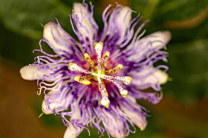Detail of a purple flower with yellow details against a blurred green leafy background