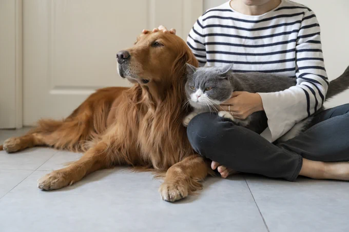 Photo of someone sat cross-legged on the floor holding a cat and a dog. 