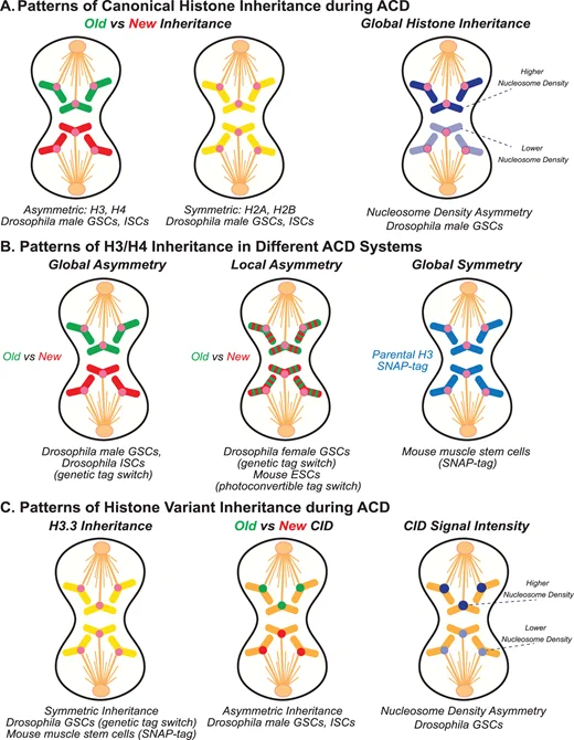 Different histone inheritance patterns in different systems.