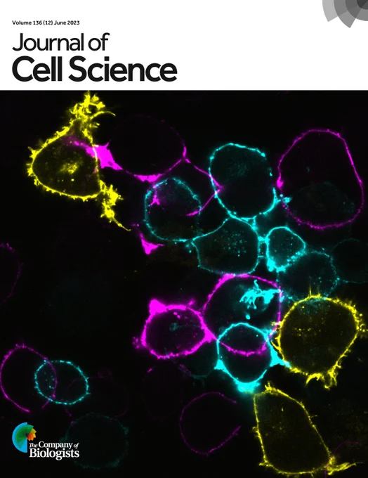 Journal of Cell Science cover showing click-labelled NF186 in neuroblastoma cells.