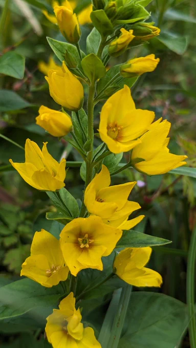 Yellow flower in my garden