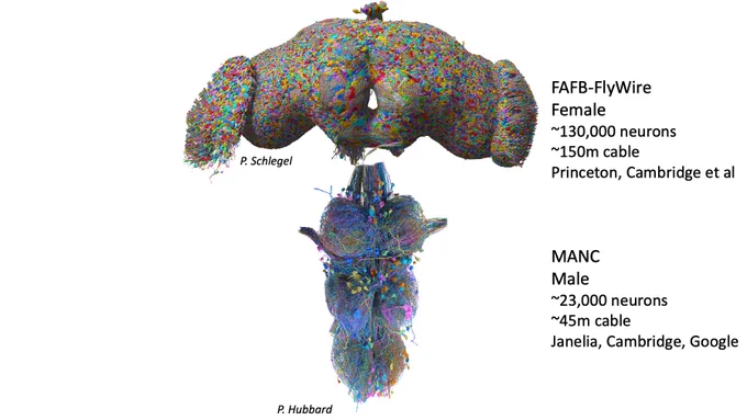As of June 2023 the FlyWire full adult fly brain connectome and the Janelia FlyEM male ventral nerve cord represent the two largest complete connectomes to date (by metrics including proofread volume, numbers of synapses, proofread neurons etc). We have been able to identify many of the descending neurons that connect the brain to the nerve cord, bridging the two datasets. New work should deliver the first complete connectome CNS connectome for the fly (or indeed any animal with legs/wings).