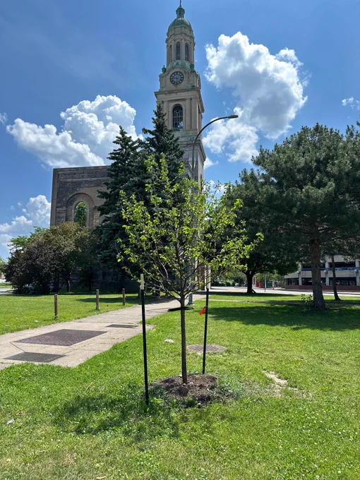Flowering Crabapple planted in St. Joseph's Park in Rochester, NY.