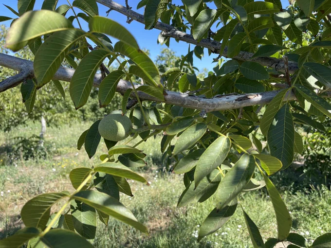 FB infested branch. Likely die next year.