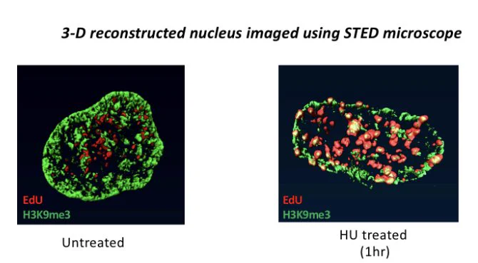 Movies of 3-D reconstructed human nucleus,  untreated (on left) or HU treated, 1mMHU-1h (on right) immunolabelled with H3K9ME3 (green) & EdU labeled (red) replicating regions & imaged using Super-resolution STED microscope.