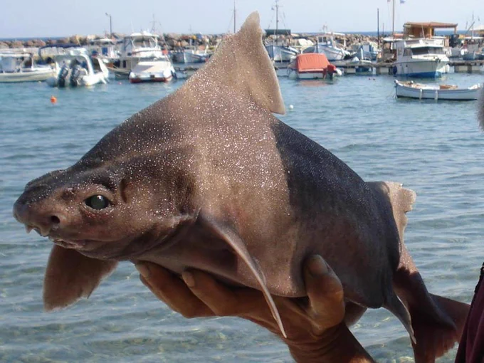 Oddly shaped shark with pig nose and a high-arched back. Grey-brown rough skin. Held in one hand. 📷 Joanna Franke