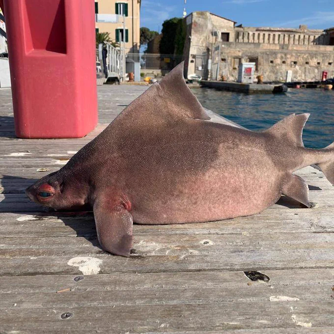 Generously apportioned shark with high arching back and grey/brown rough skin. Sitting on a wooden pier. 📷 Isola d’Elba App/Facebook
