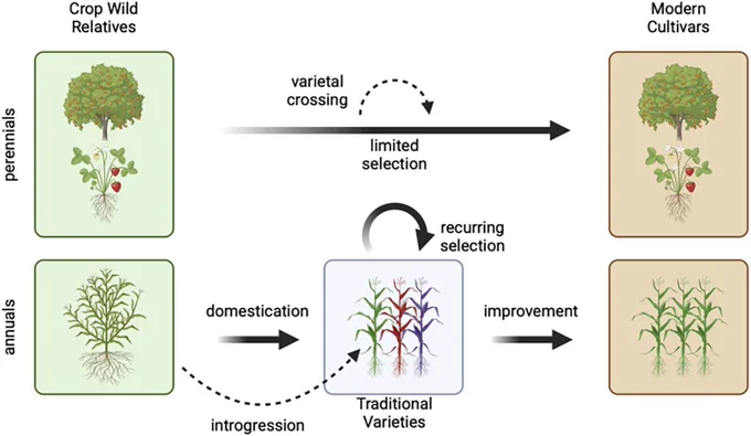 Diagram showing relationships among crop wild relatives, traditional varieties and modern cultivars.
