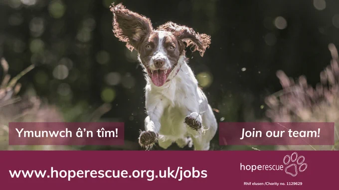 An image of a happy dog jumping, with the words join our team and a link to the job vacancies at Hope Rescue