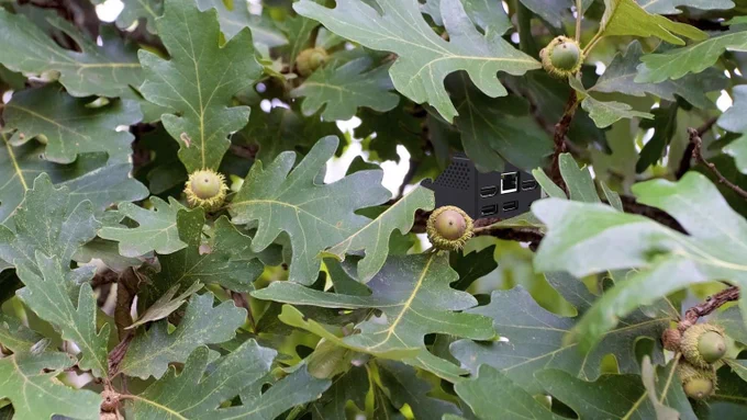 A very small computer hiding in an oak tree