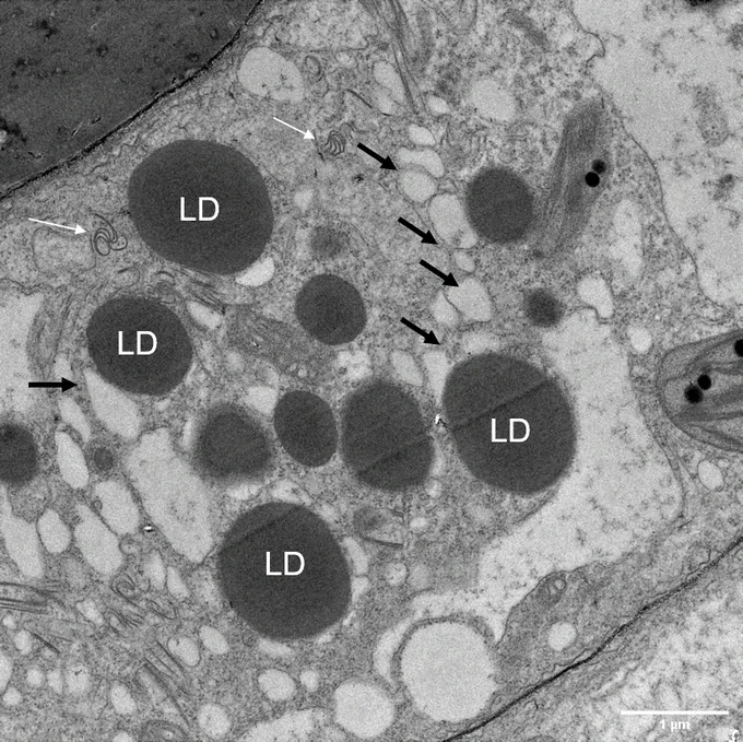 Observation au microscope électronique. Les flèches noires indiquent les vésicules de réplication du virus. Les flèches blanches les inclusions caractéristiques du virus. LD: lipid droplets pour gouttelettes lipidiques. Echelle : 1 µm.