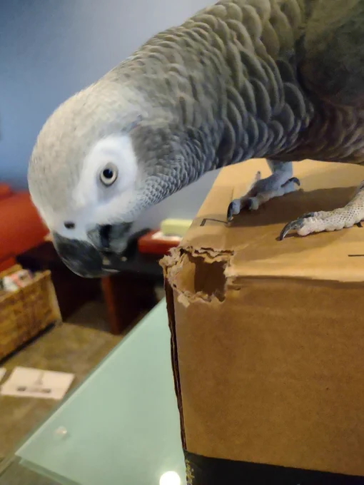 Buzz perched on top of a cardboard box. Beakwork evident.