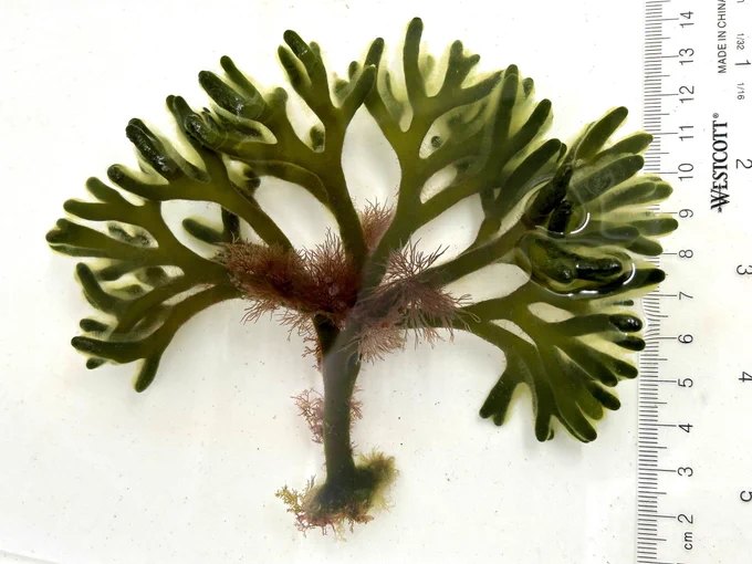 The spongy, green, branched green seaweed Codium fragile on the white background with clear ruler on right side.