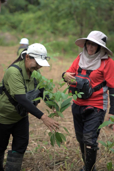 Conservationists planting a tree