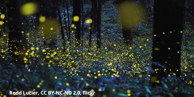 A photo of an outdoor, wilderness scene at twilight. Long exposure photography reveals the warm glow of a multitude of fireflies. 