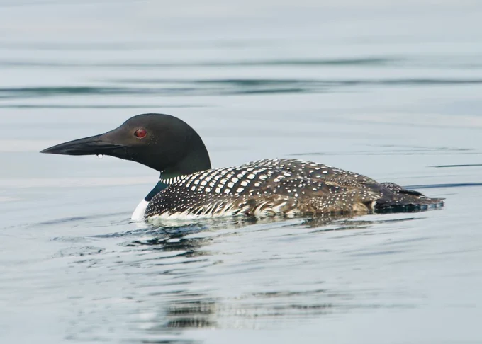 Close up photo of a loon swimming from right to left in calm water.
