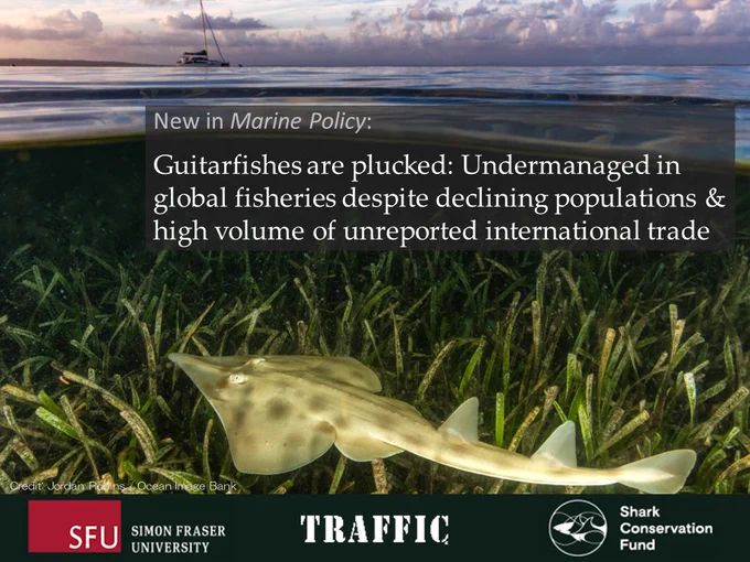 A guitarfish swims over a seagrass bed. An insert says: “New in Marine Policy: Guitarfishes are plucked: Undermanaged in global fisheries despite declining populations & high volume of unreported international trade”