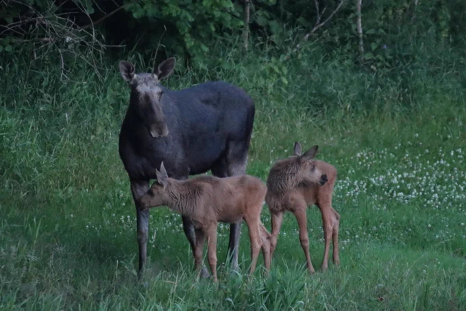 Eine Elchkuh, dunkelbraun, steht mit zwei hellbraunen Jungtieren in der Dämmerung auf einer Wiese.
