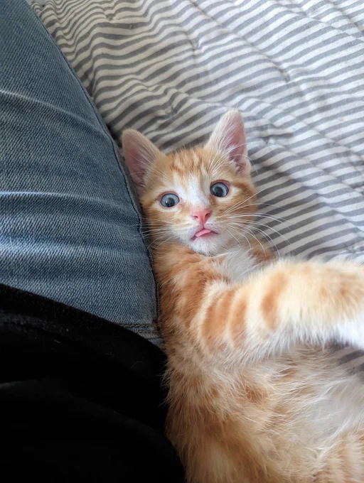Griffin, an orange kitten with blue eyes, lays on his back on a striped couch next to his human's leg. His little pink tongue is poking out as he looks at the camera.