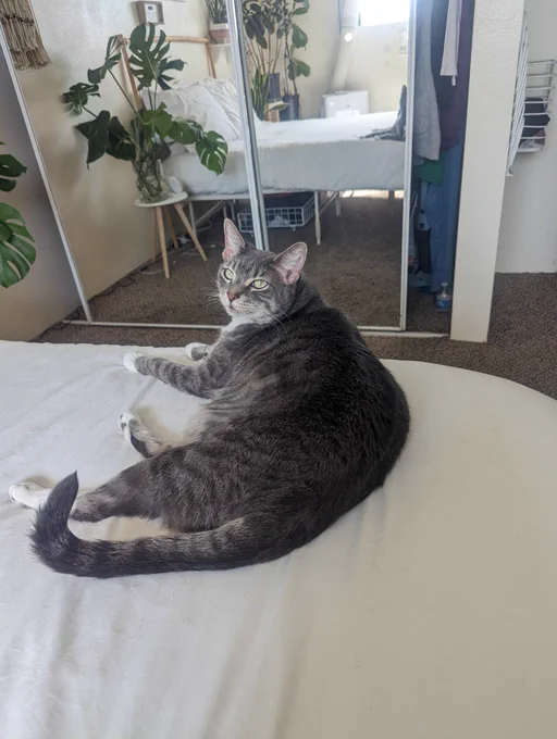 Melon, a large grey tabby, lays on a white bed and looks at the camera. Her eyes are hazel and she looks relaxed.