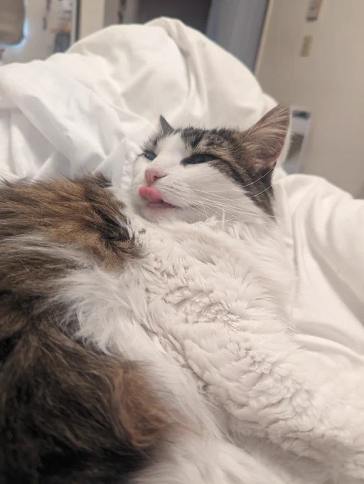 Primrose, a fluffy tabby, lays on a white blanket with her pink to gue poking out.