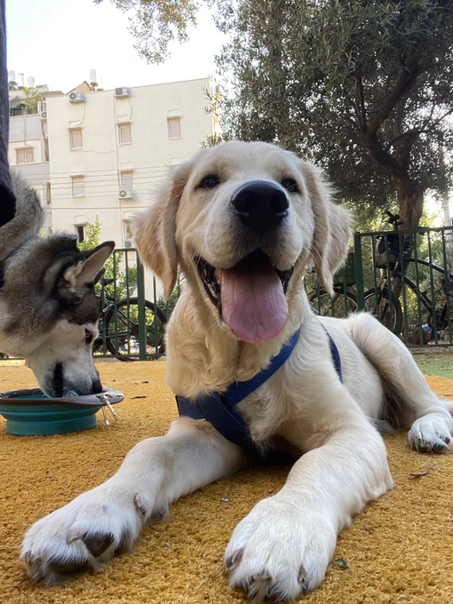 Blue (husky) and Finn (golden) take a time out from playing.