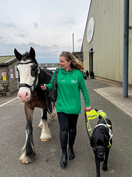 Paula strides through the yard, wearing a green hoodie. One hand holds the harness of her black Labrador guide dog and the other holds the lead rope of a large horse, with a dark brown body and white markings on his face and legs. Paula smiles at the horse. 