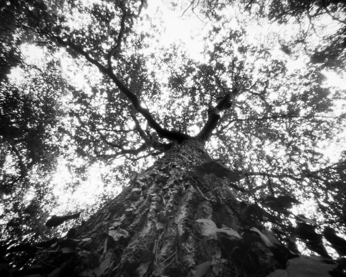 Oak tree, in black and white, looking up trunk towards the crown. The bark looks bumpy and textured. The leaves are slightly blurred.