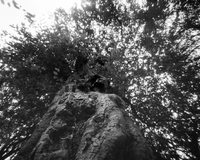 Hornbeam tree in black and white looking up the trunk towards the crown. The trunk is bulbous and lumpy. The crown is dense but small in diameter.