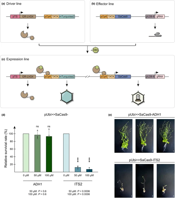 Setup of the inducible CRISPR-Kill system in Arabidopsis thaliana.