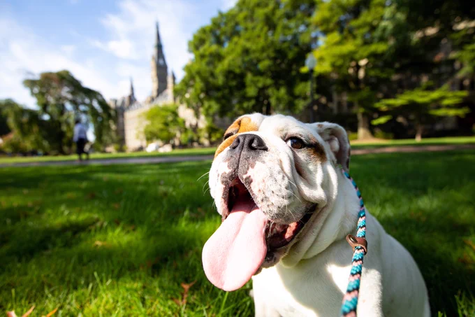 A young Jack the Bulldog sticks his tongue out while sitting on Copley Lawn. The grass around him is green and Healy Hall can be seen in the background.