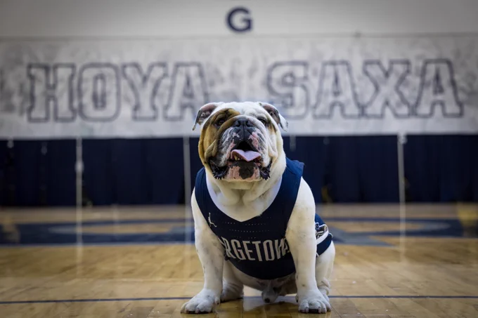 Jack the Bulldog poses for a photo wearing his blue Georgetown basketball jersey. He is sitting on the basketball court in McDonough Arena. “Hoya Saxa” is in big letters on the wall behind him.