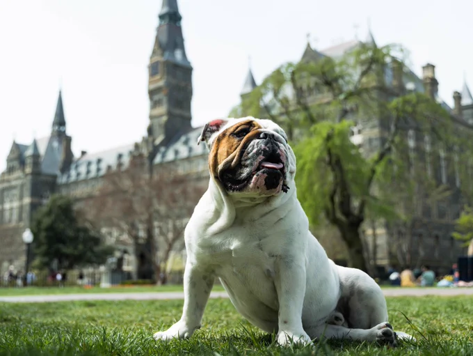 Jack the Bulldog sits on Copley Lawn. Healy Hall is in the background behind him.