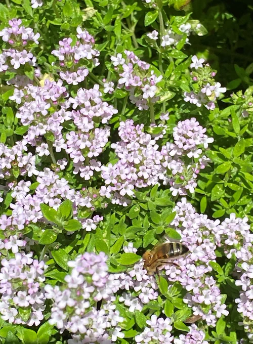 Photograph of green thyme with purple flowers and a large bee.