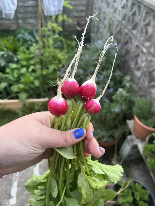 Handful of 4 pink and white round radishes.