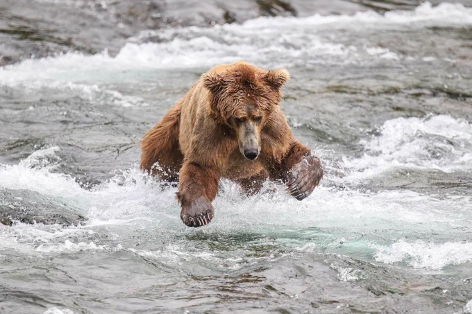 A large bear splashes through the water while fishing for food at Katmai in Alaska.