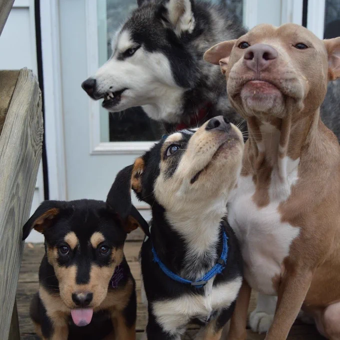 tiny pup sticks their tongue out this time! medium pup got distracted and his sniffing the air. brown and white pup has their ears out horizontally and their tongue in their mouth, shockingly, but it looks like they’re having to focus really hard to keep it that way. the husky is actively snarling in the background, with squinty eyes and teeth slightly bared.