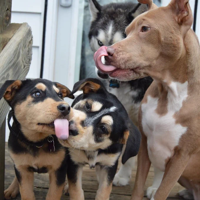 the same four pups struggle to get it together. the littlest one is now licking the nose of the black and tan dog, while the brown dog is now in profile with a very impressive tongue curled up to their nostrils. the husky is now glaring at their siblings, clearly irritated that they can’t sit still.