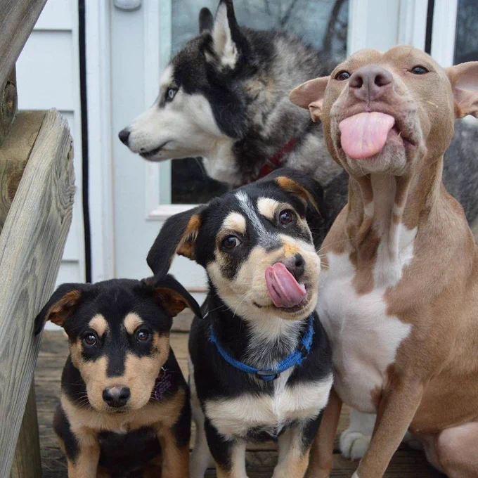 a group of four pups has assembled at the top of some wooden deck stairs to try to take a nice family photo. there’s a large husky in the back, pointedly looking off to the left. the row in front has three pups in ascending height order from left to right: a little brown and black pup with their ears out, staring right at the photographer and wondering when this will be over, a medium black and tan dog with their tongue firmly affixed to their right nostril, and a big brown and white dog sticking their tongue out at you.