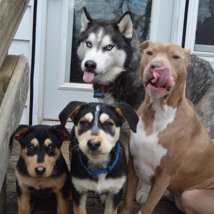 the smallest two dogs are now facing the camera, one looking light they were surprised to learn a photo was being taken, and one with a face slightly covered in peanut butter who’s glaring at the camera. the brown pup is sampling their own left nostril now, and the husky is sticking their tongue out at the camera because they can let loose sometimes too.